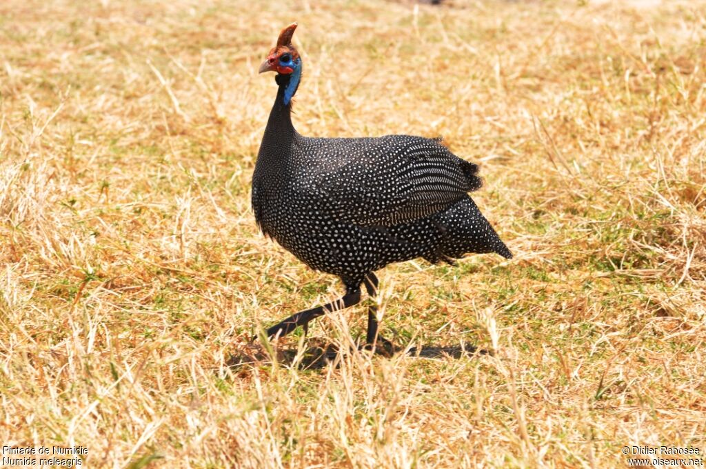 Helmeted Guineafowl