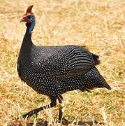 Helmeted Guineafowl