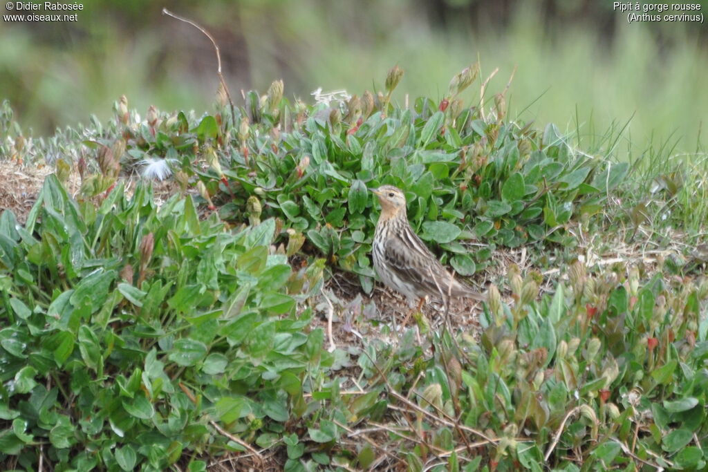 Pipit à gorge rousse