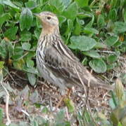 Pipit à gorge rousse