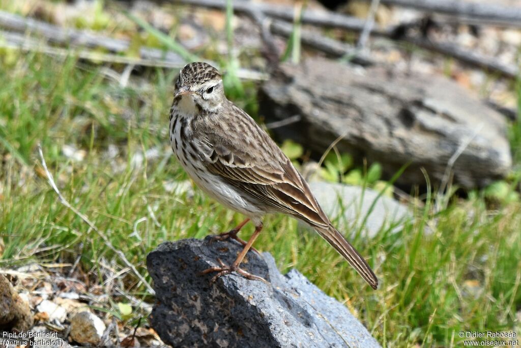 Pipit de Berthelotjuvénile