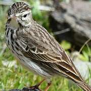 Berthelot's Pipit