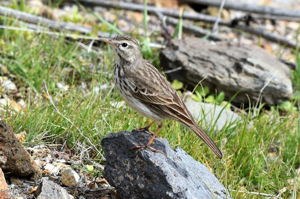 Pipit de Berthelotjuvénile, identification