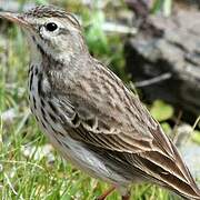 Berthelot's Pipit