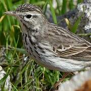 Berthelot's Pipit