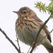 Tree Pipit