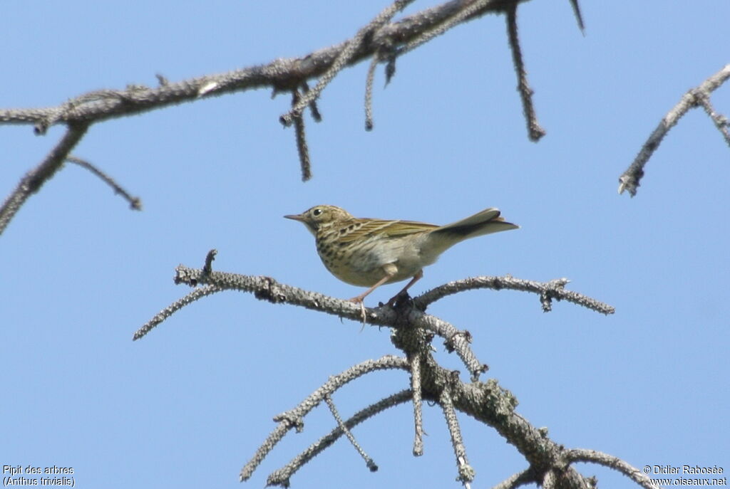 Pipit des arbres