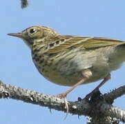 Pipit des arbres