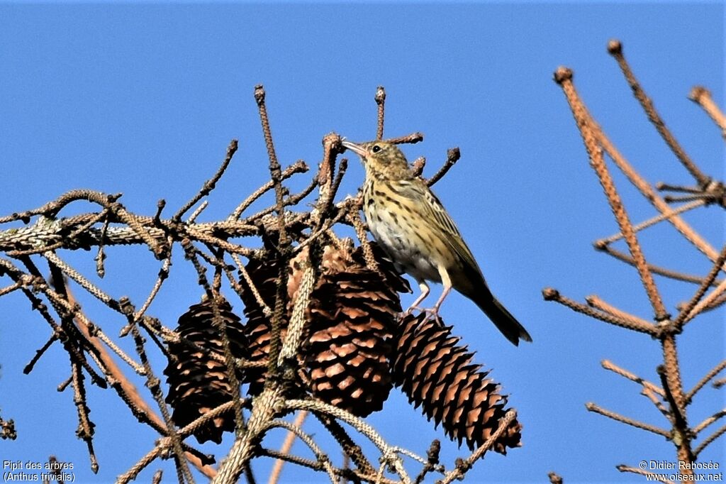 Pipit des arbres, mange