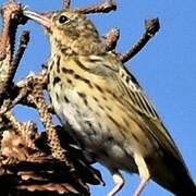 Pipit des arbres