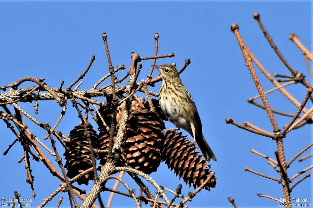 Pipit des arbres