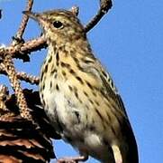 Pipit des arbres