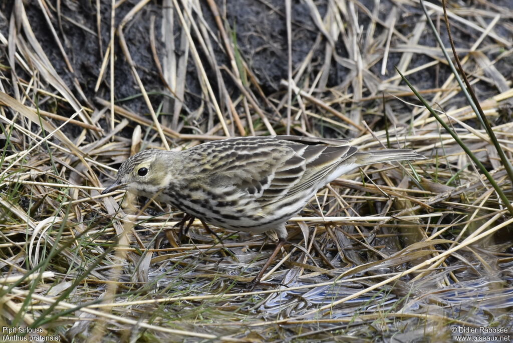 Pipit farlouseadulte nuptial, identification, marche