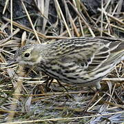 Pipit farlouse