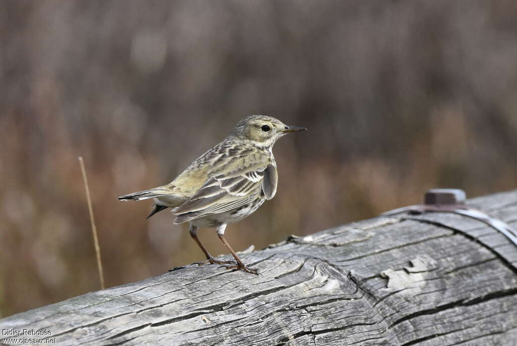 Pipit farlouseadulte nuptial, pigmentation