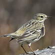 Pipit farlouse