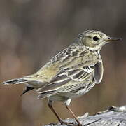 Meadow Pipit