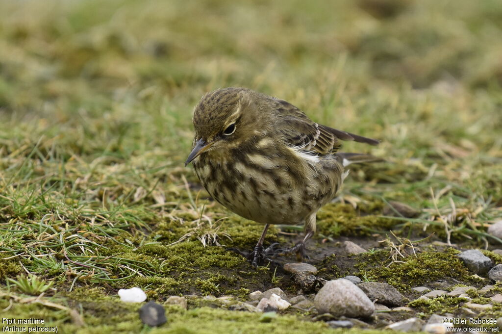 Pipit maritimeadulte