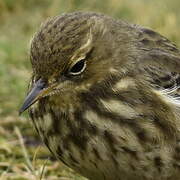 European Rock Pipit