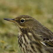 Eurasian Rock Pipit