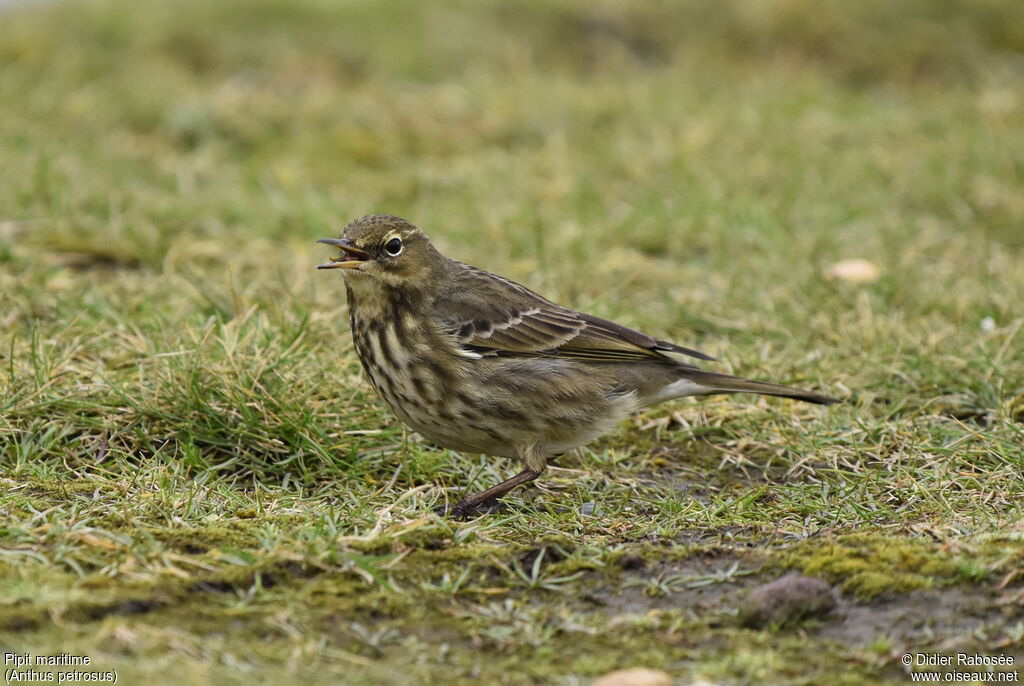 Pipit maritimeadulte