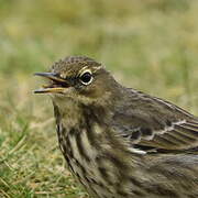 European Rock Pipit