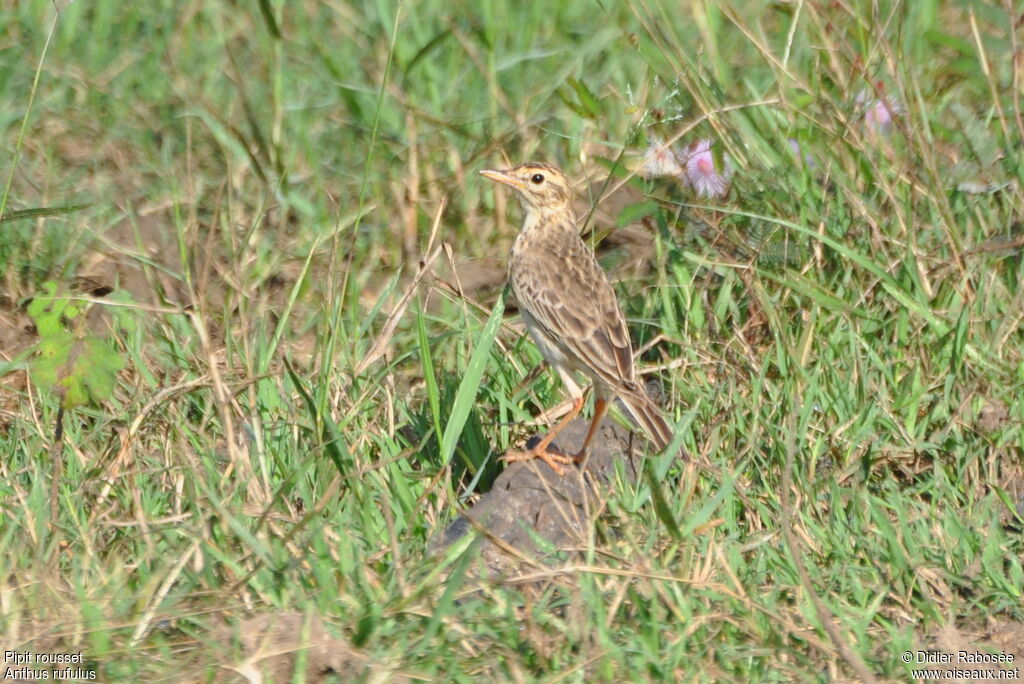 Paddyfield Pipit