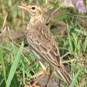 Paddyfield Pipit