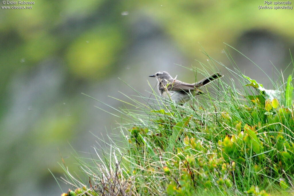 Water Pipit