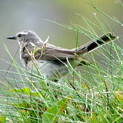 Water Pipit