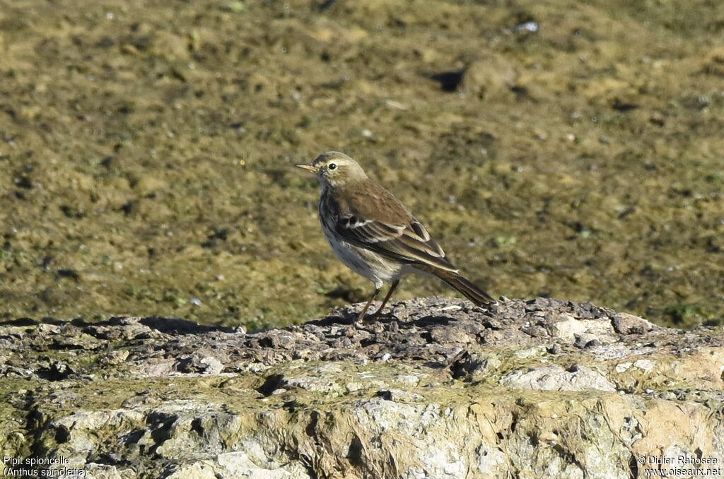 Pipit spioncelleadulte transition