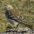 Pipit spioncelle