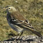 Pipit spioncelle