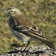 Water Pipit