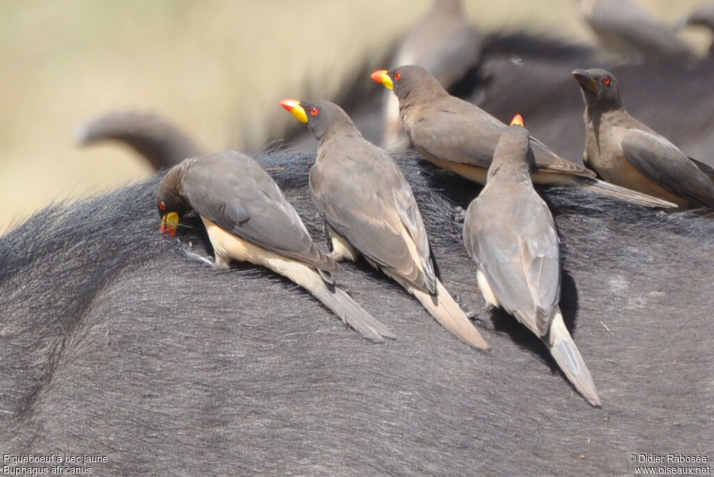 Yellow-billed Oxpeckeradult