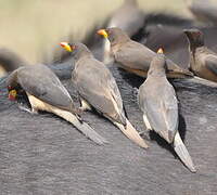 Yellow-billed Oxpecker