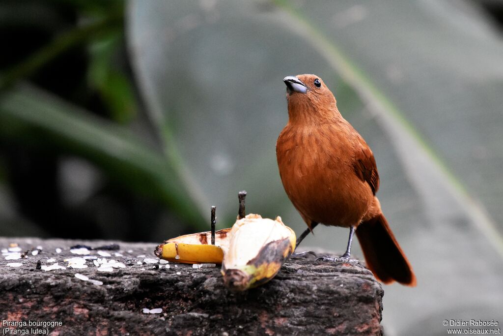 Tooth-billed Tanager male