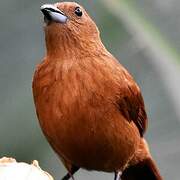 Tooth-billed Tanager