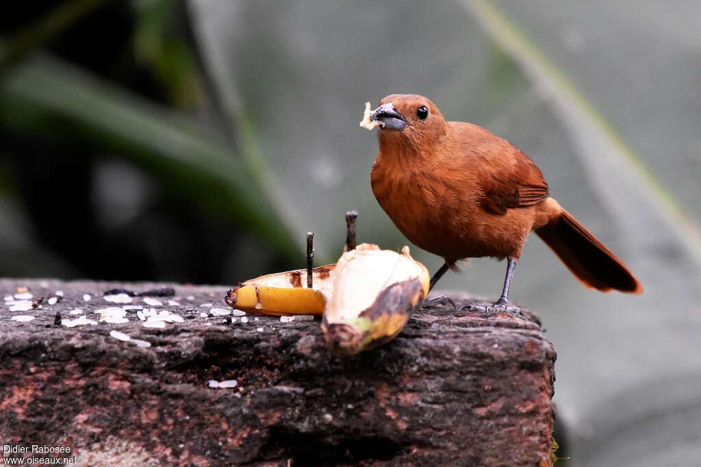 Tooth-billed Tanager male adult, eats