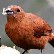 Tooth-billed Tanager