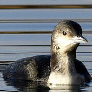 Plongeon arctique