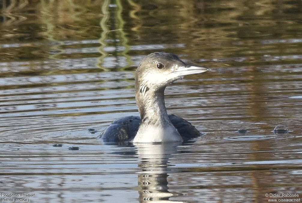 Black-throated LoonFirst year