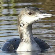 Black-throated Loon