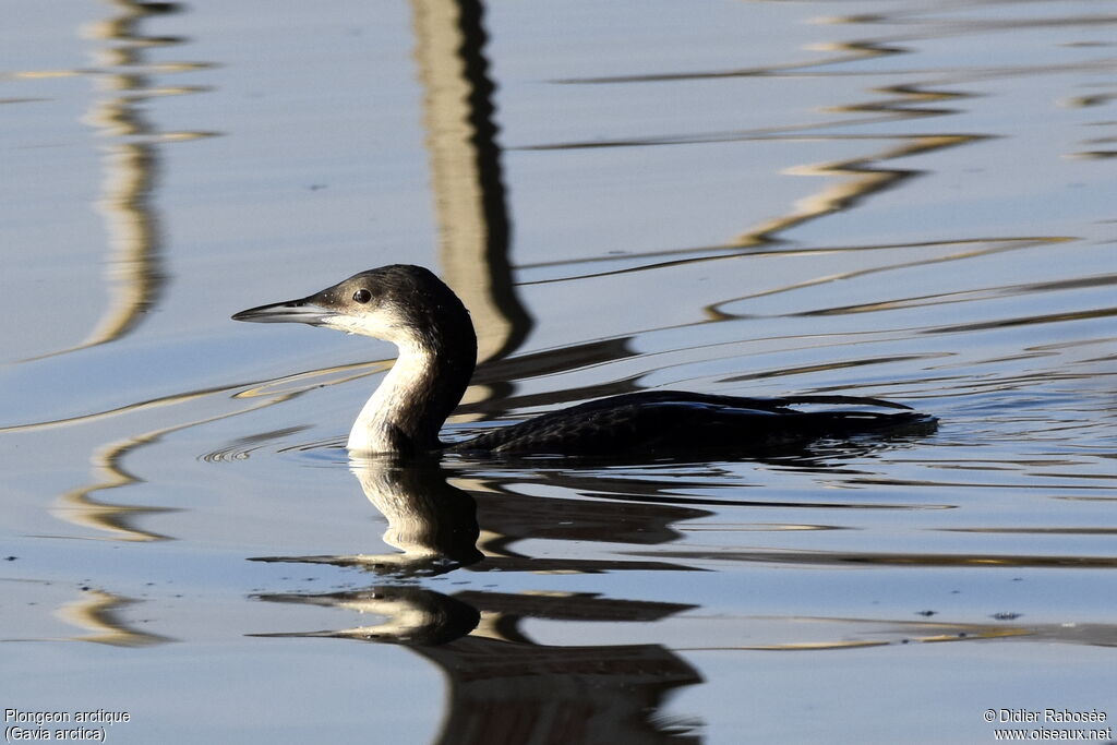 Black-throated Loon