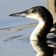 Plongeon arctique