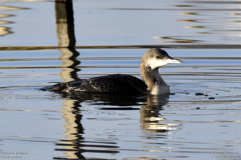 Black-throated Loon