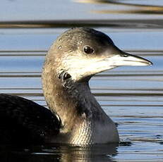 Plongeon arctique