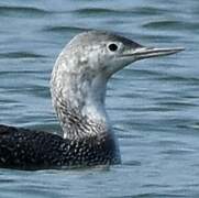 Red-throated Loon