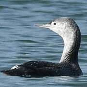 Red-throated Loon