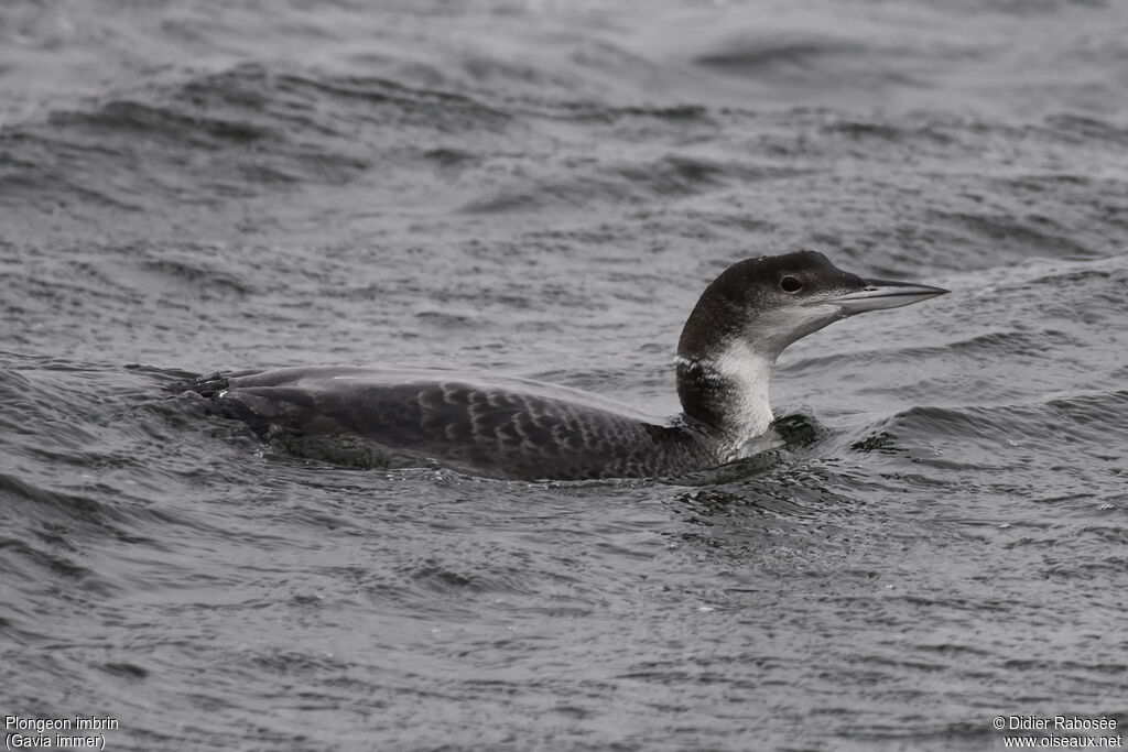 Plongeon imbrinadulte, nage